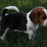 Dog Carnivore Dog breed Companion dog Liver